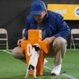 What Does It Take to Be a Puppy Bowl Puppy?