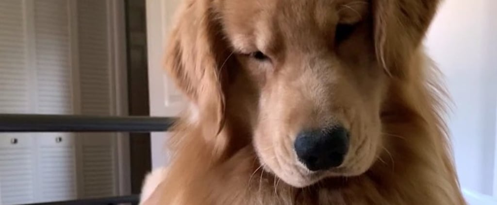 This Golden Retriever's Reaction to a Hair Clip Is Good, but His "Thoughts" Are Even Better