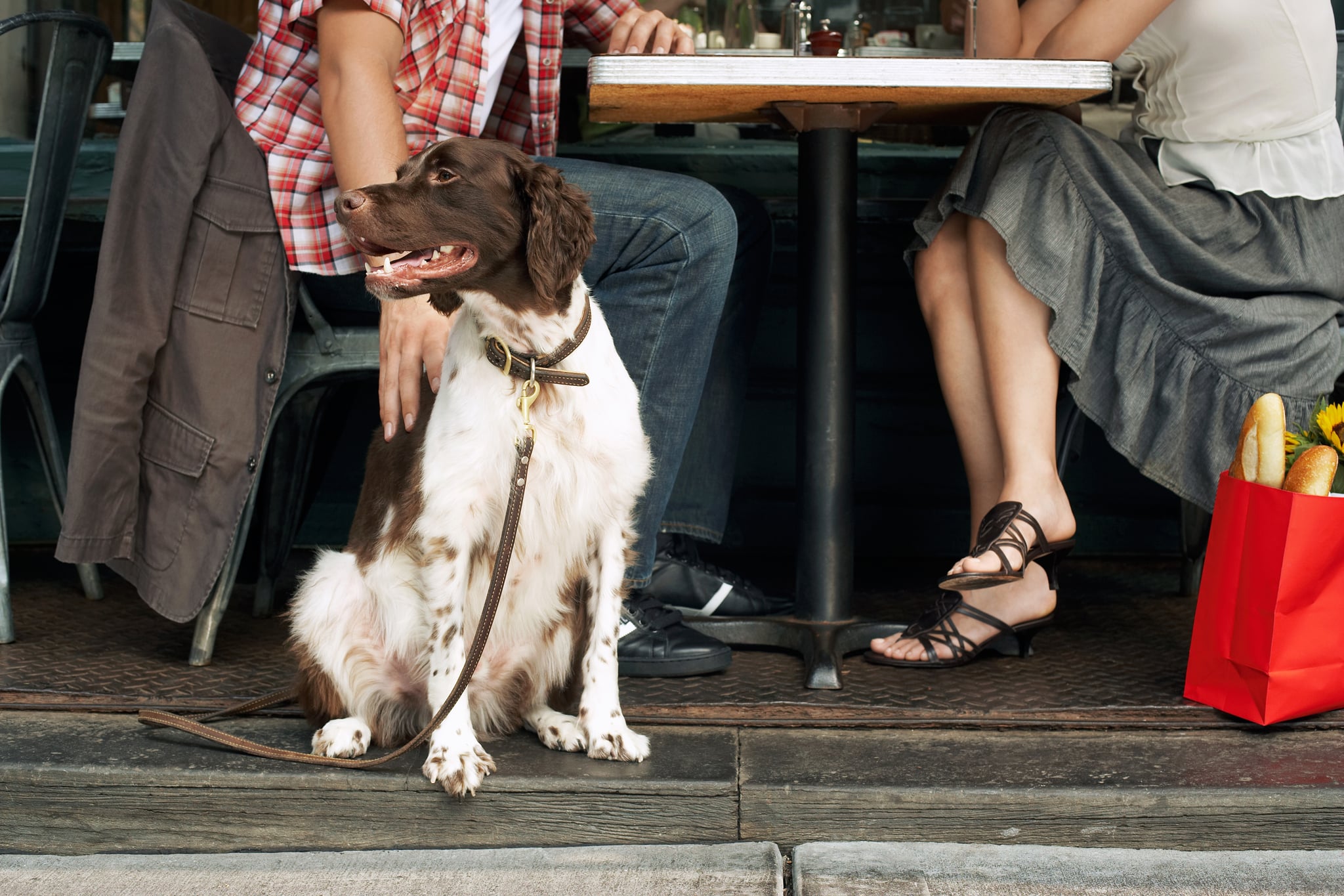 can seeing eye dogs go in restaurants