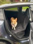 Buying My Dog This $33 Car Seat Was My Best Spontaneous Decision