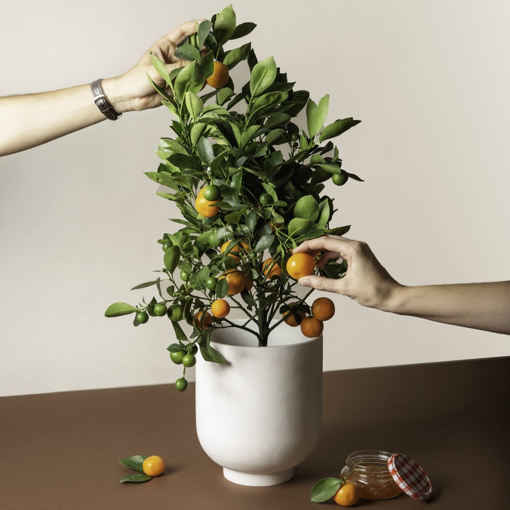 Get Mini Citrus Trees Delivered to Your Doorstep