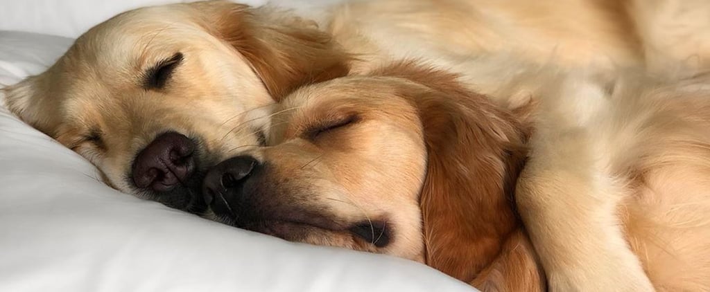 Kylo and Vader Golden Retrievers Who Cuddle
