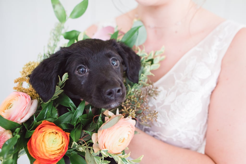 Dogs in Weddings