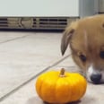 Totally Not-Scary Baby Corgi Shows Mini Pumpkin Who's Boss