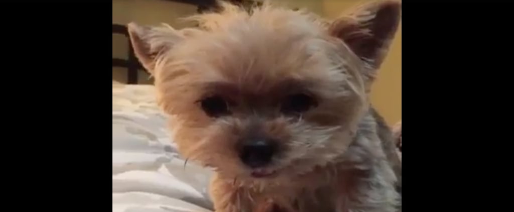 Dog Sad About Rain | Video