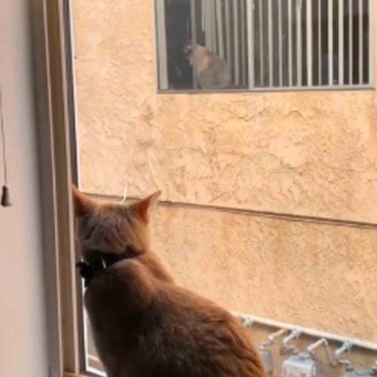 Cats in a Long-Distance Relationship