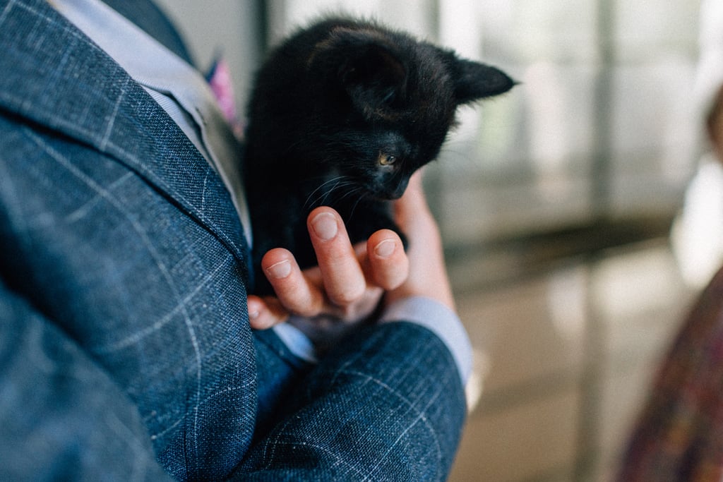 Couple Has Kitten Hour at Their Wedding