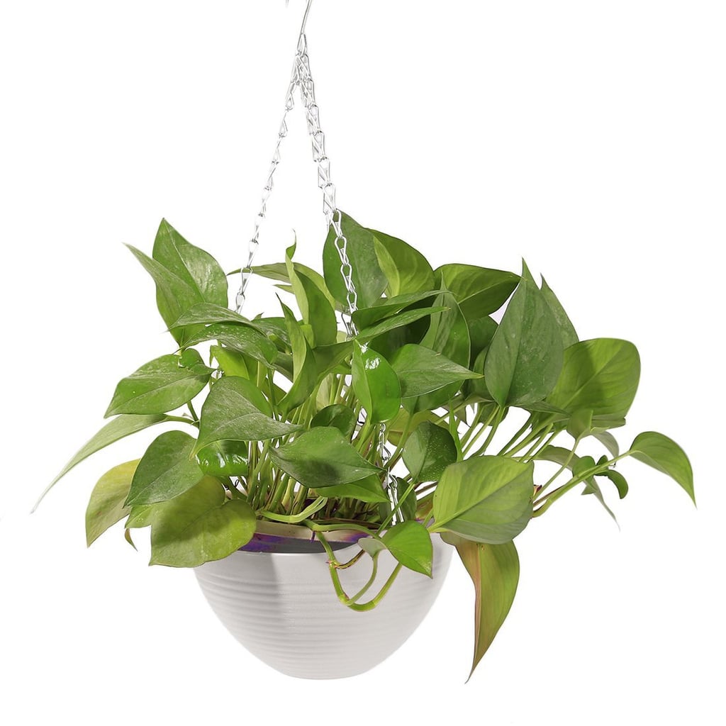 HMANE Plastic Hanging Basket Flower Pot