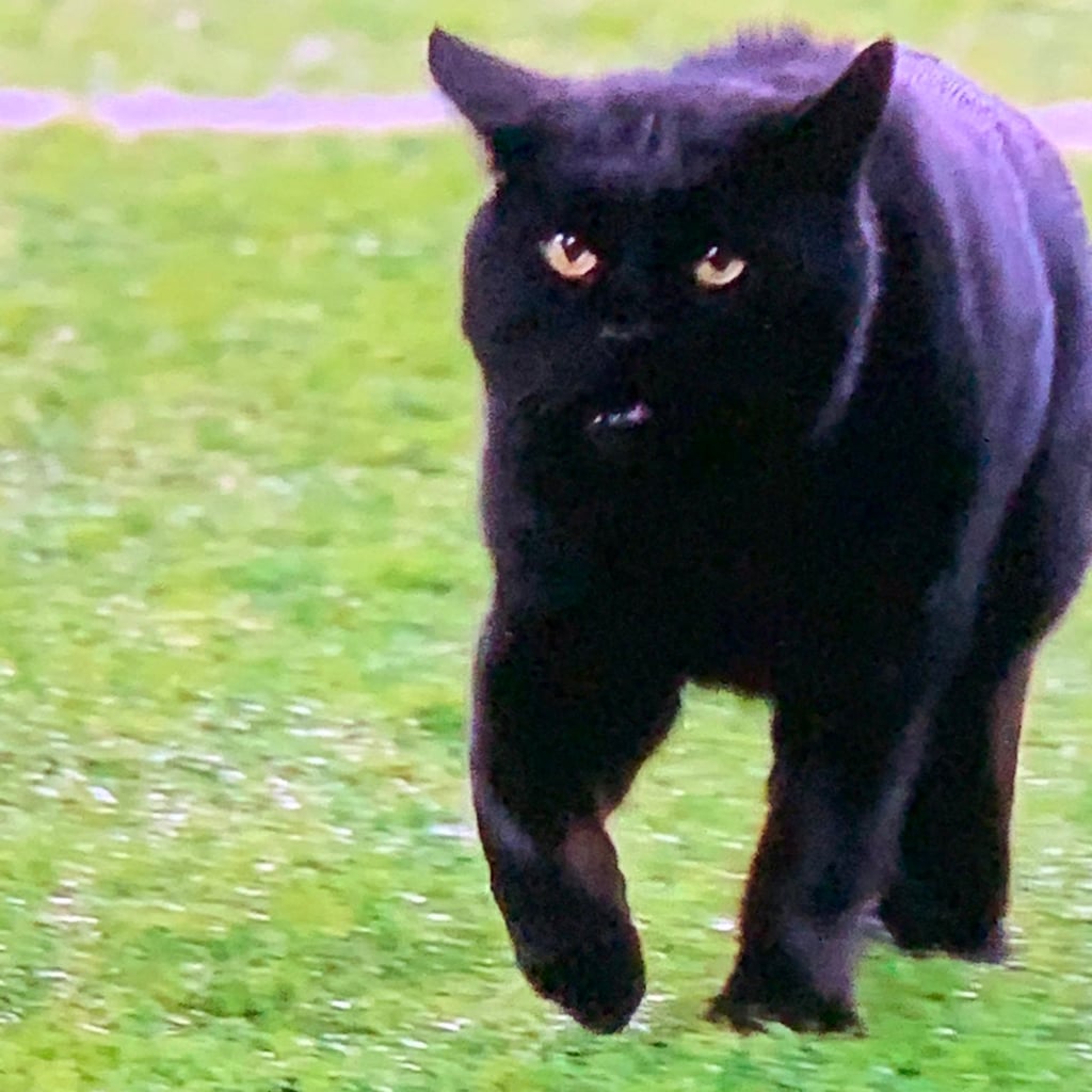 Cat Runs Onto Field During Giants Cowboys Game Video Popsugar Pets