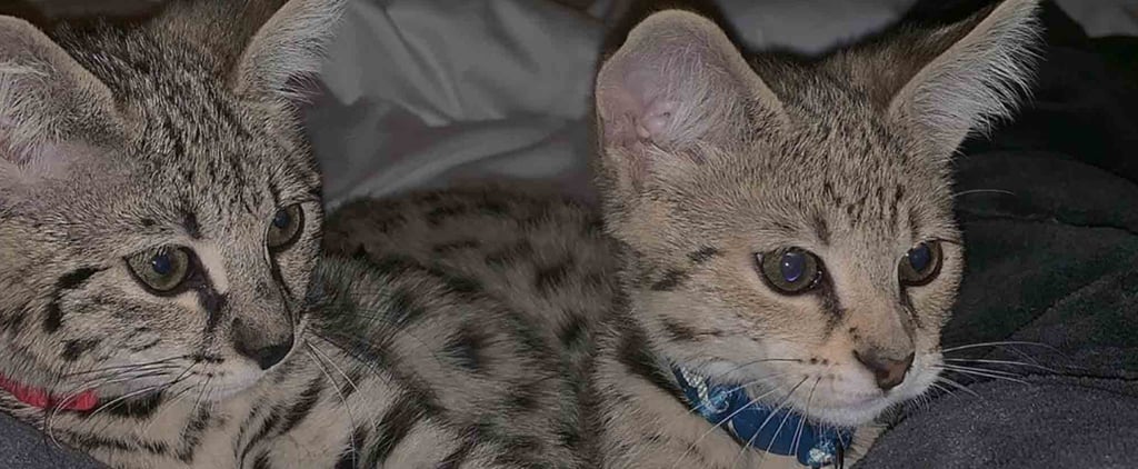 PETA's Comments About Justin Bieber's $35,000 Exotic Cats