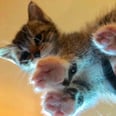 28 Photos of Kitties Sitting on Glass Tables That Will Make Your Day a Zillion Times Better