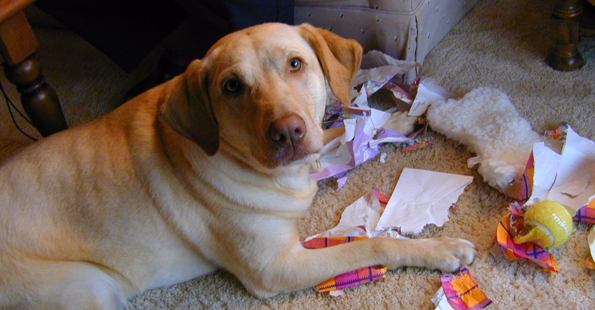 Animals Causing Trouble GIFs | POPSUGAR Tech