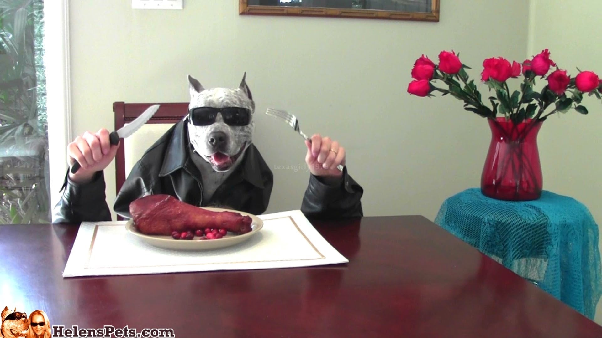 this badass pit bull gobbling an oversize turkey leg watch these dogs devour food using human