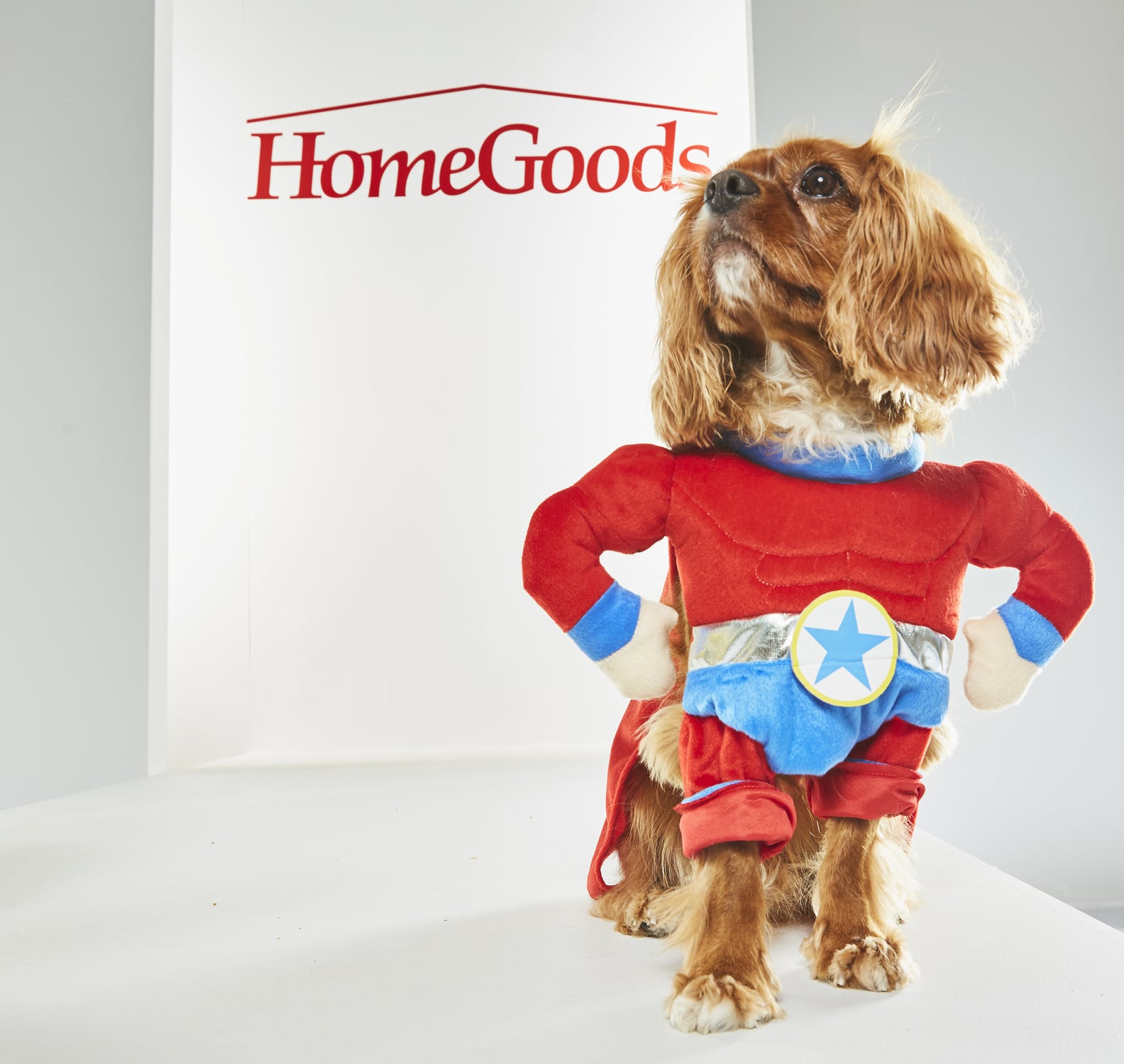 Pet Halloween Costumes From HomeGoods POPSUGAR Home
