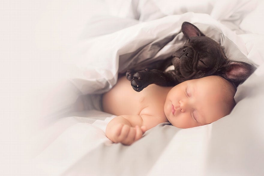 Baby and French Bulldog Pictures