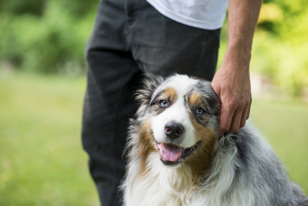 Cute Pictures of Australian Shepherds