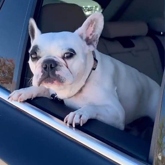 Hilarious French Bull Dog Wailing Like Human Video