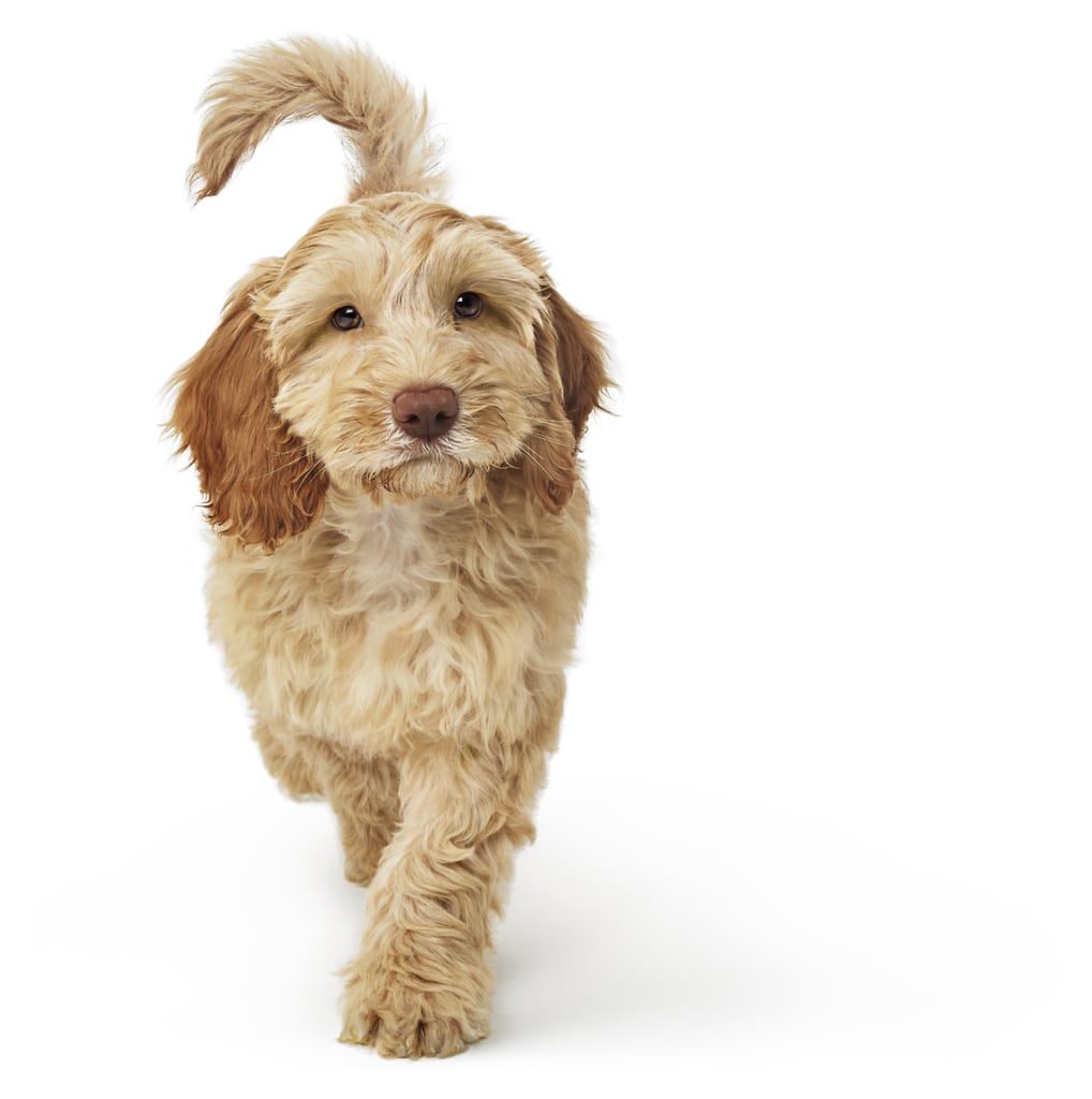 Cute Pictures of Labradoodles