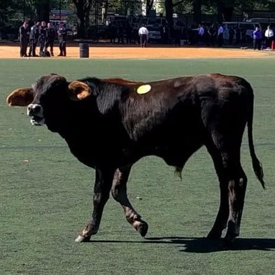 Cow on the Loose in Prospect Park Brooklyn October 2017