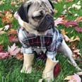 These Pugs in UGGs Are Totally Nailing Fall