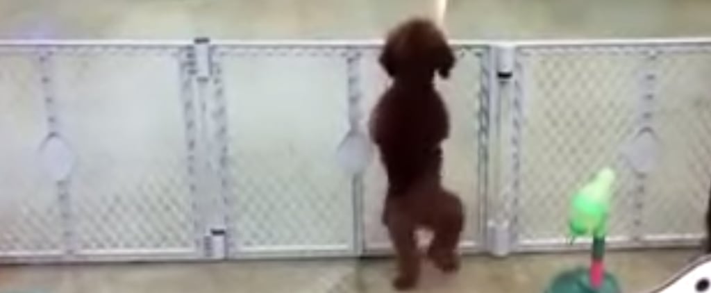 Excited Puppy Dancing | Video