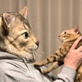 You Can Now Buy a Custom Replica Head of Your Cat, and This Is What It Looks Like to Lose Control of Our Lives