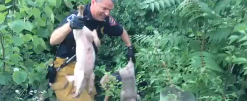 Truck With Piglets Overturns in Ohio