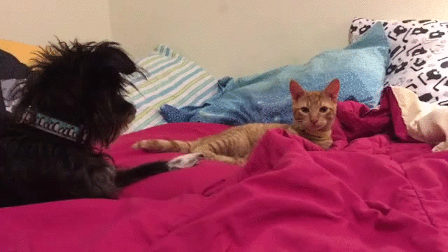 That booty wiggle!