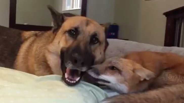 Dog and Fox Friends | Video | POPSUGAR Pets