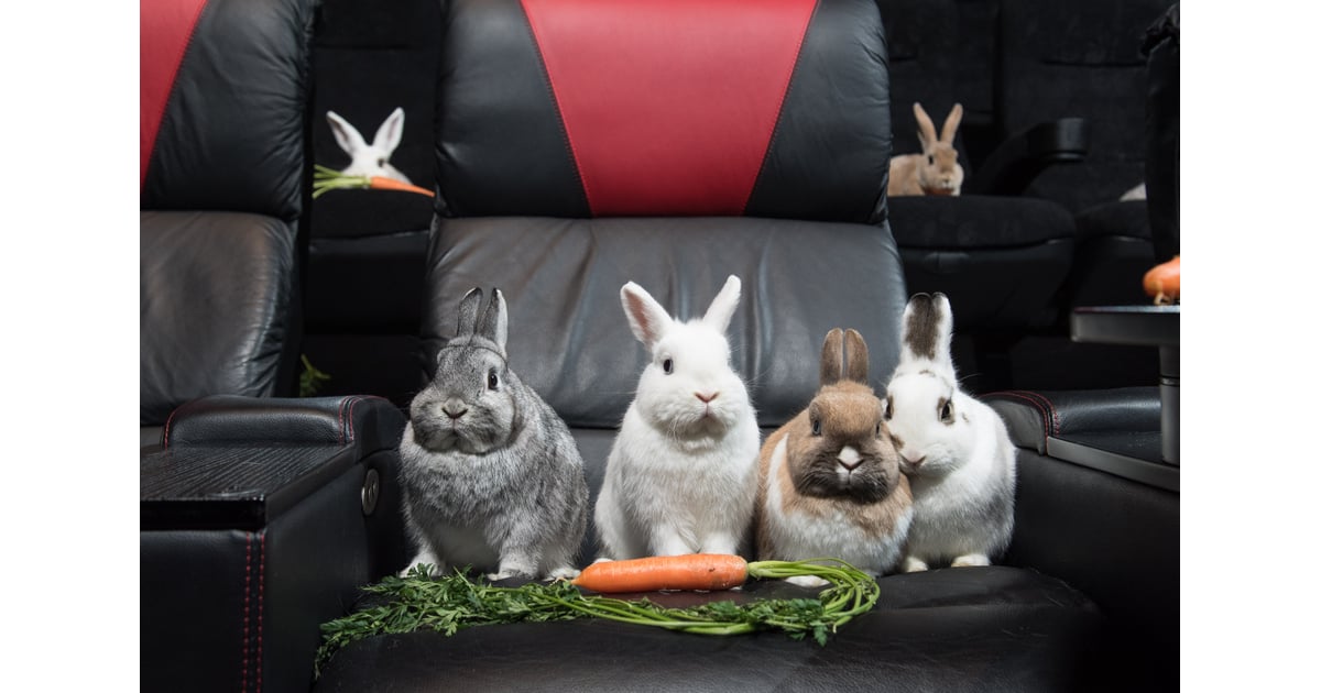 Rabbits Watching Peter Rabbit Cinema POPSUGAR UK Photo 3