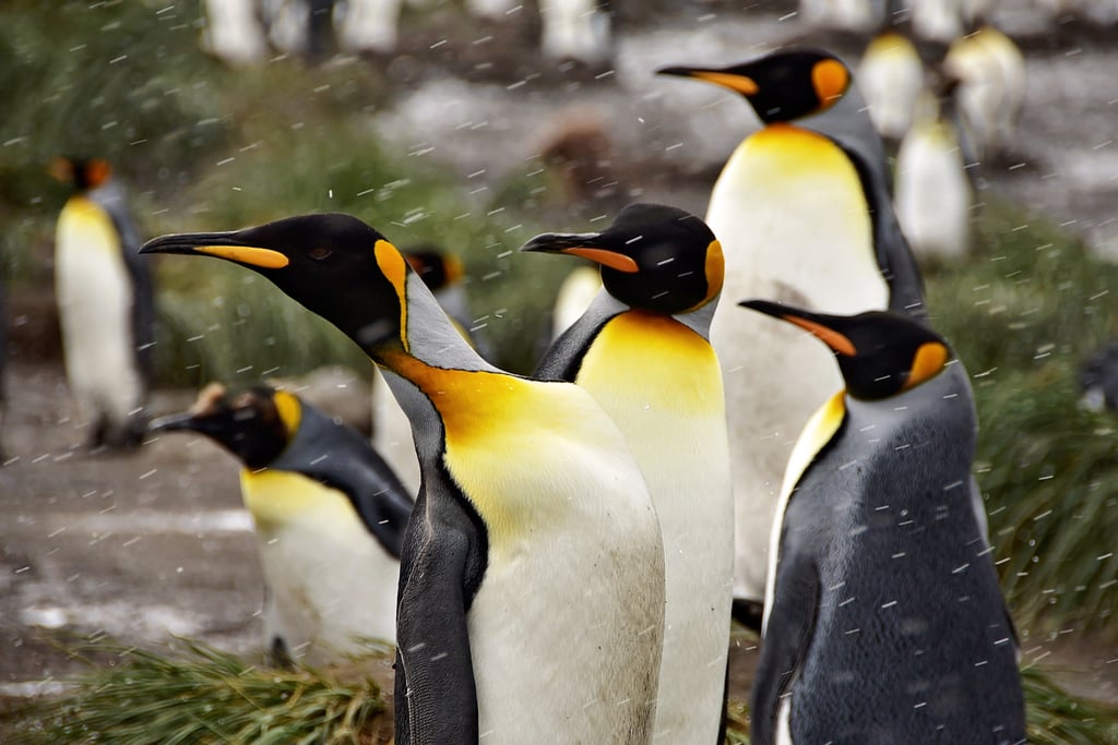 Antarctica King Penguins