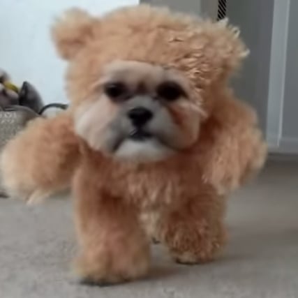 Video of Dog Dressed as Teddy Bear