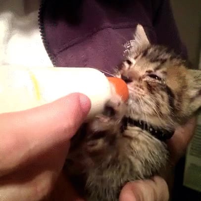 Silly Cat Gifs Popsugar Pets