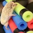 See Pepper the Hedgehog, aka My New Fitness Inspiration, Crush These Mini Obstacle Courses
