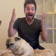 "It's a No-Bones Day!": Allow Noodle the 13-Year-Old Pug to Make Your Day a Little Brighter