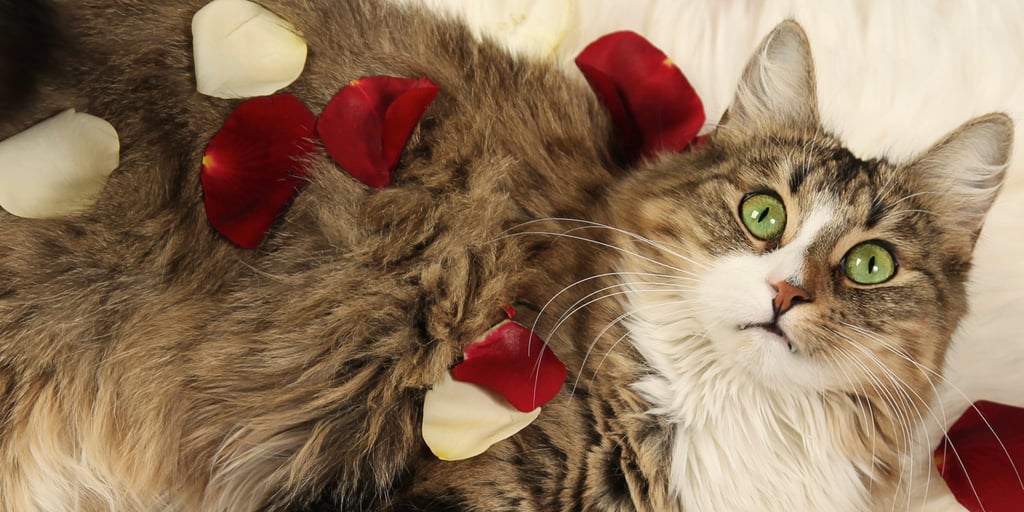 Valentine's Day Gift Ideas For Pets