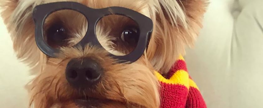 DIY Pet Costume Ideas