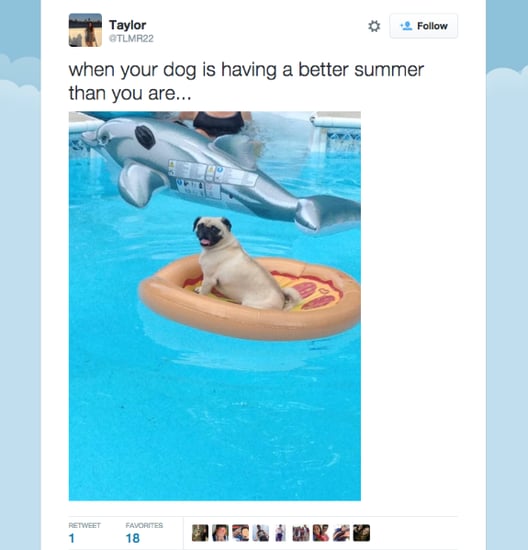 Dogs Having Fun in Summer | Tweets