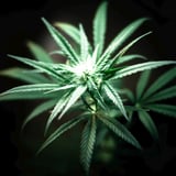 Marijuana Business Booming It's Going