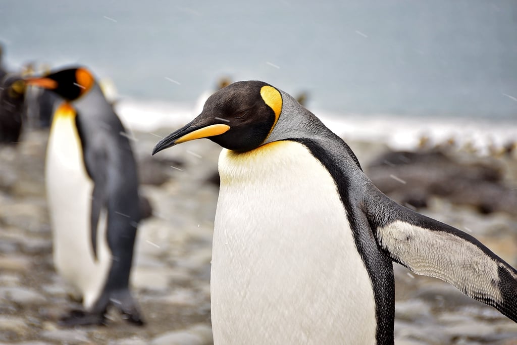 Antarctica King Penguins