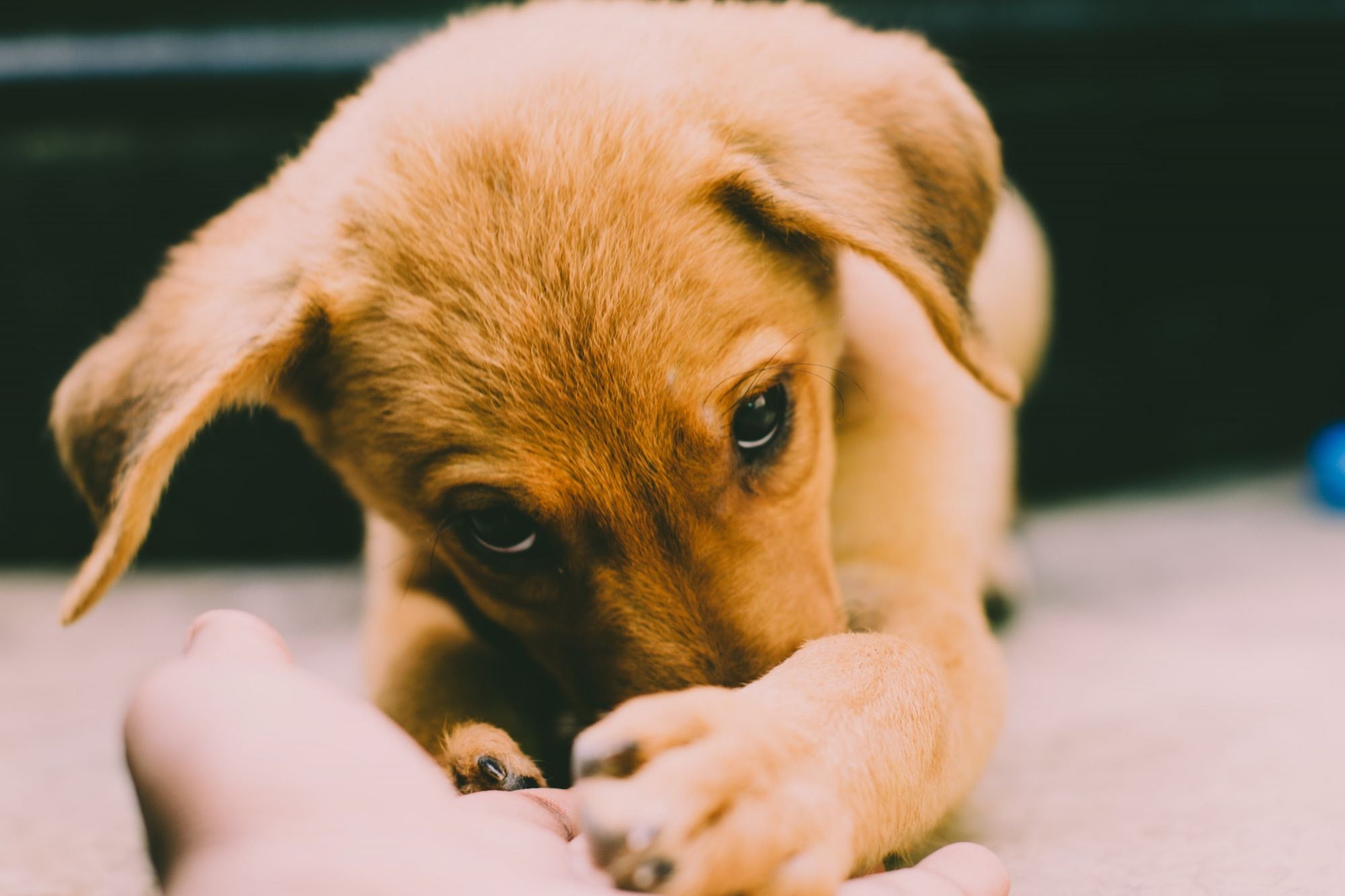Your Puppy's Hygiene Isn't That Important