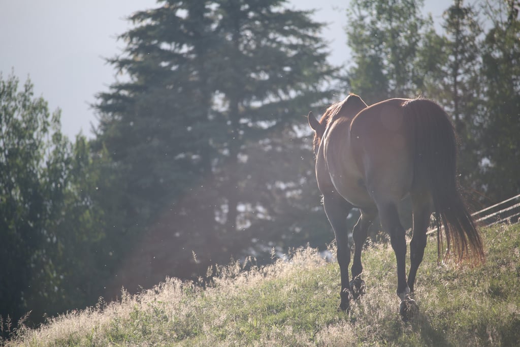 Horse Yoga: Auckland, New Zealand