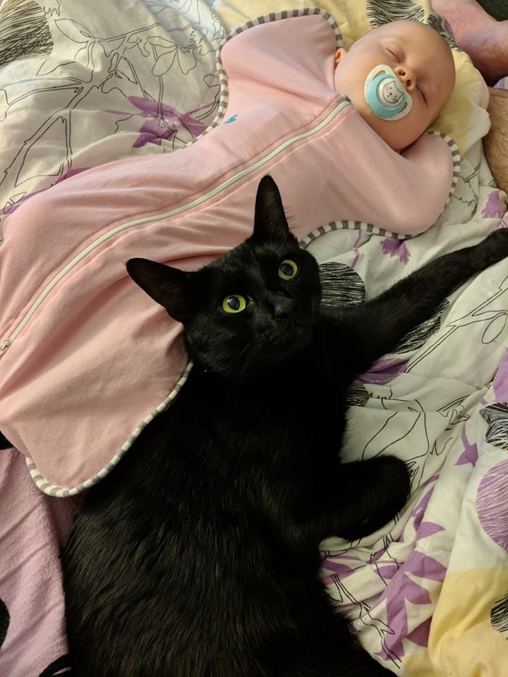 Cats Befriend Newborn Baby Popsugar Family