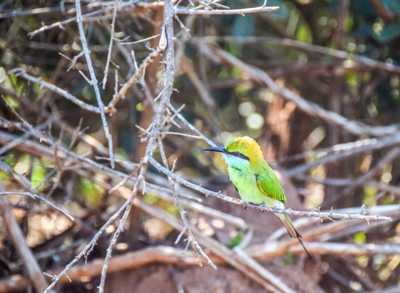 Birdwatching Galore