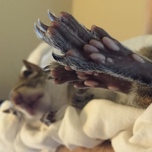 Pet Squirrel Instagram