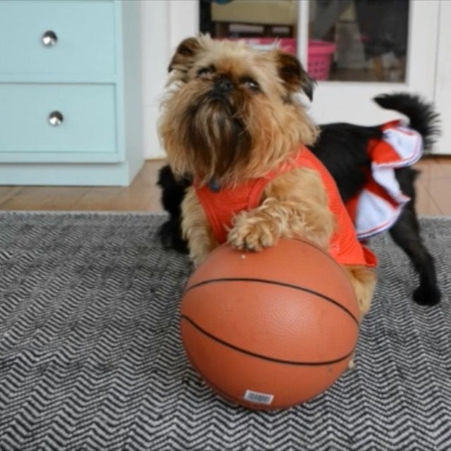 Digby and Alo on the Court