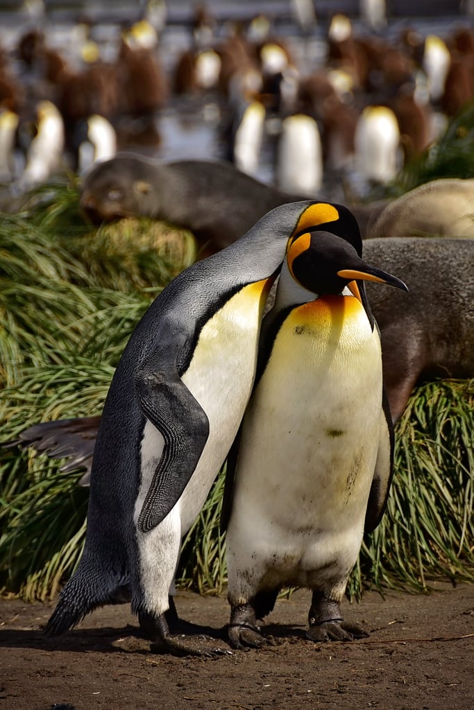 Antarctica King Penguins