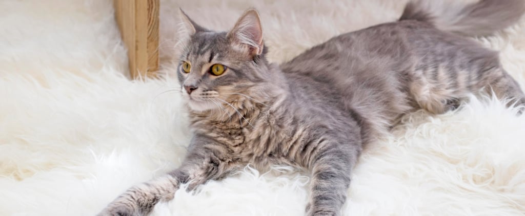 Vlogger Uses Cat For Beauty Photo