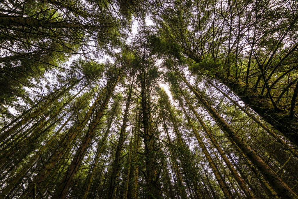 Day 2: The Forests