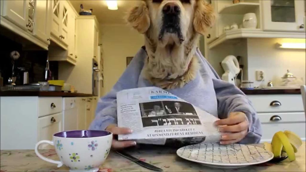 This cuddly golden retriever devouring a banana and reading the newspaper.